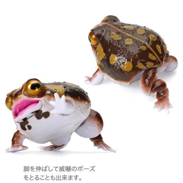 日本 Bandai 萬代 生物大圖鑑 角蛙與饅頭蛙|扭蛋 兒童教具 - 富士通販