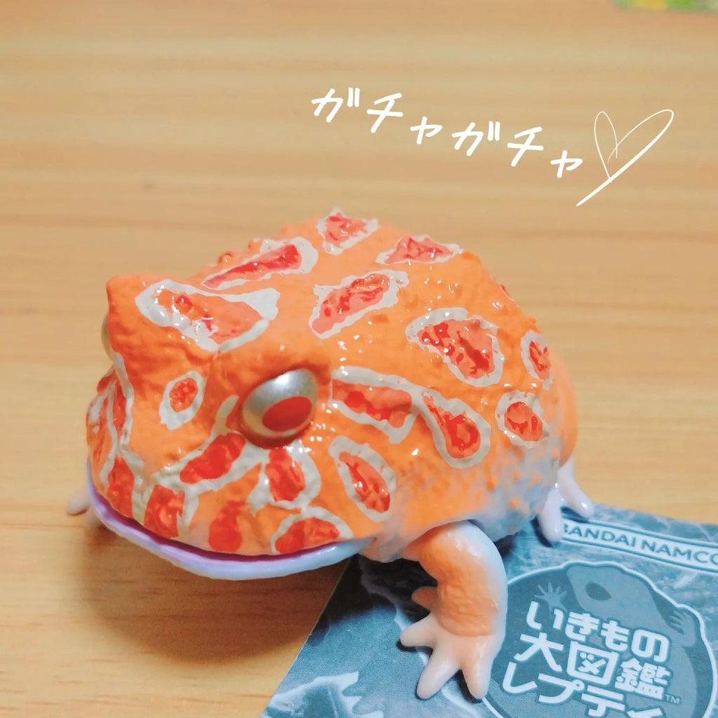 日本 Bandai 萬代 生物大圖鑑 角蛙與饅頭蛙|扭蛋 兒童教具 - 富士通販