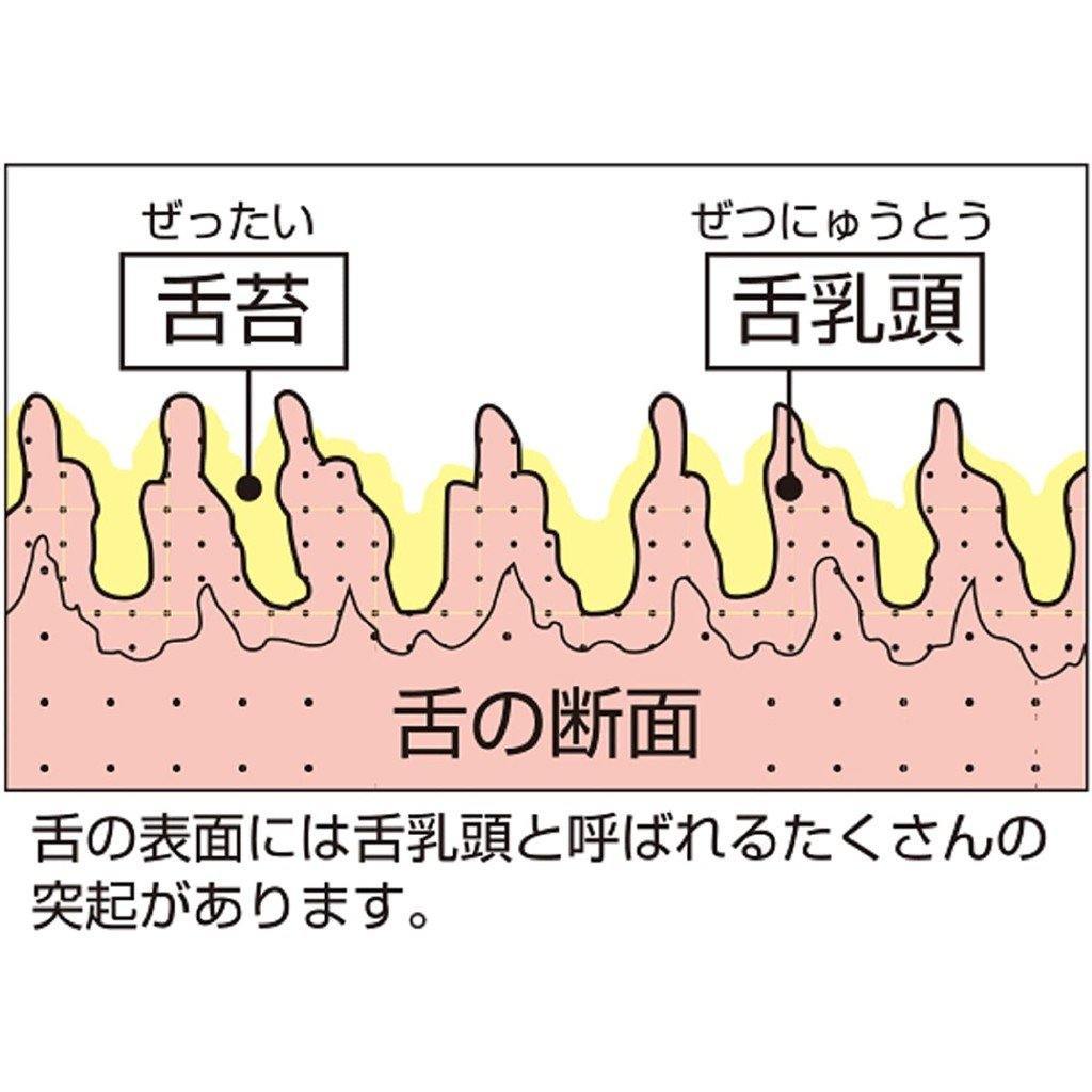日本 EBiSU舌苔清潔刷｜口臭對策｜舌苔器-日本製 - 富士通販