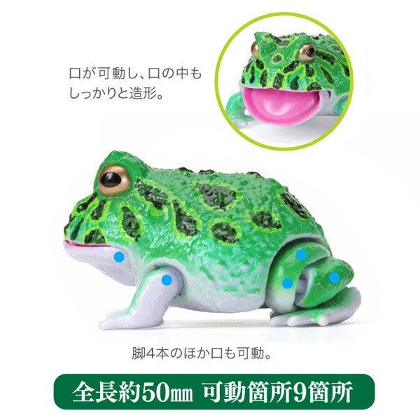 日本 Bandai 萬代 生物大圖鑑 角蛙與饅頭蛙｜扭蛋 兒童教具 - 富士通販